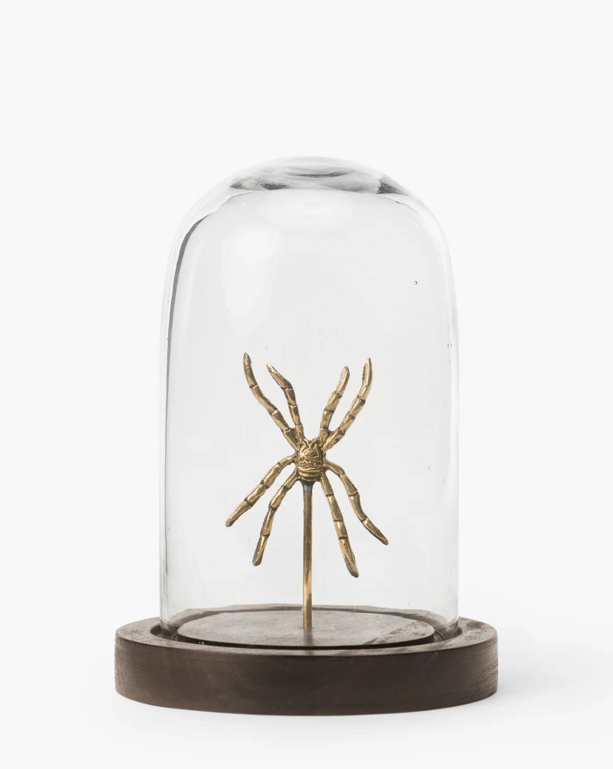 Spider Study | McGee & Co. (US)