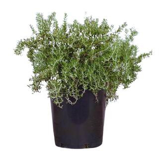 Alder & Oak #5 container Creeping Rosemary Plant ROPO05 - The Home Depot | The Home Depot