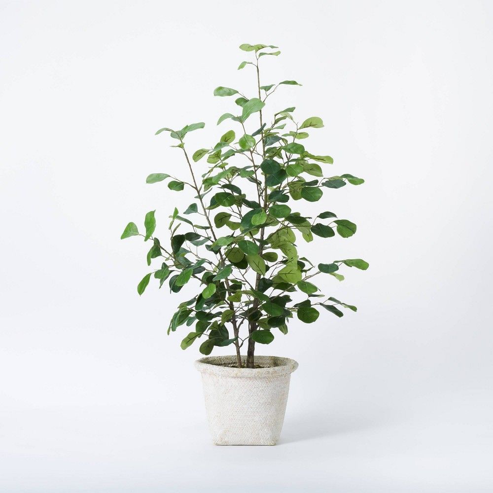 Small Triangle Ficus Tree - Threshold designed with Studio McGee | Target