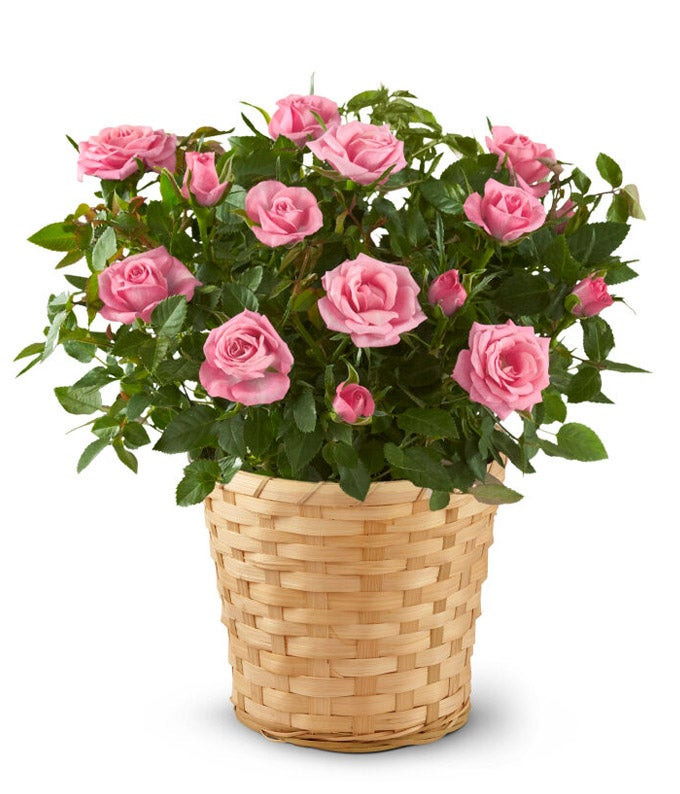Pretty Pink Rose Plant | From You Flowers