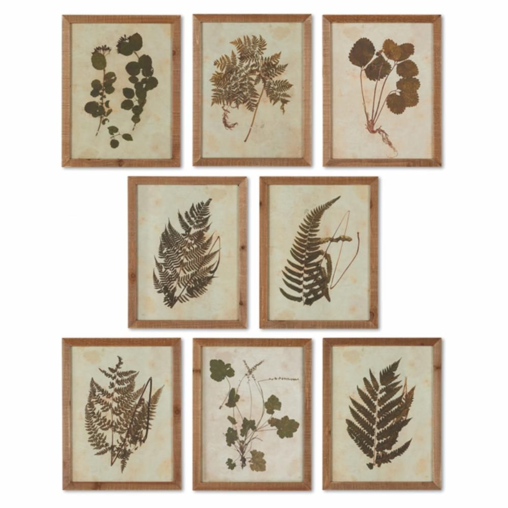 Napa Home and Garden 8 Piece Framed Botanical Specimen Print Wall Art Set | Hayneedle