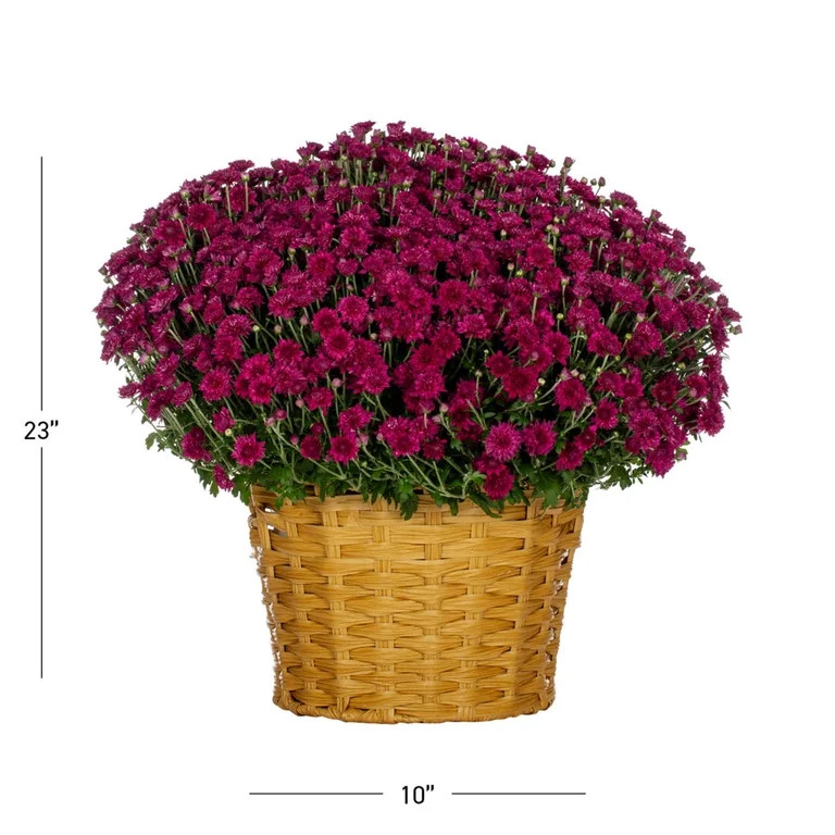 Better Homes & Gardens 2.5G Pink Garden Chrysanthemum Plant Decorative Basket Sun | Walmart (US)