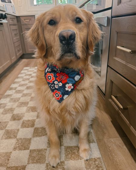 BORNNNNN IN DA USAAAAA🇺🇸🤍🐾 obsessed w/ this duo set! Comes in a pack of two🤍✨ & it’s reversible! 

Golden retrievers / Amazon finds / dog mom / bandanas / Holley Gabrielle 

#LTKStyleTip #LTKFindsUnder50 #LTKSeasonal