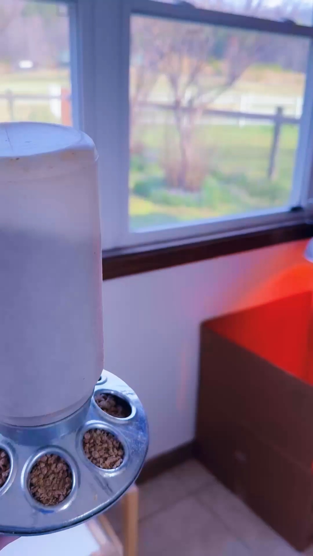 Feeding these little baby chickies 🐥 every morning fills my cup!!! 🥰