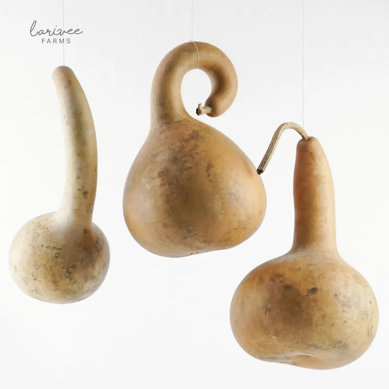 Medium Trio, Short-Handled Gourd | Etsy (Global)
