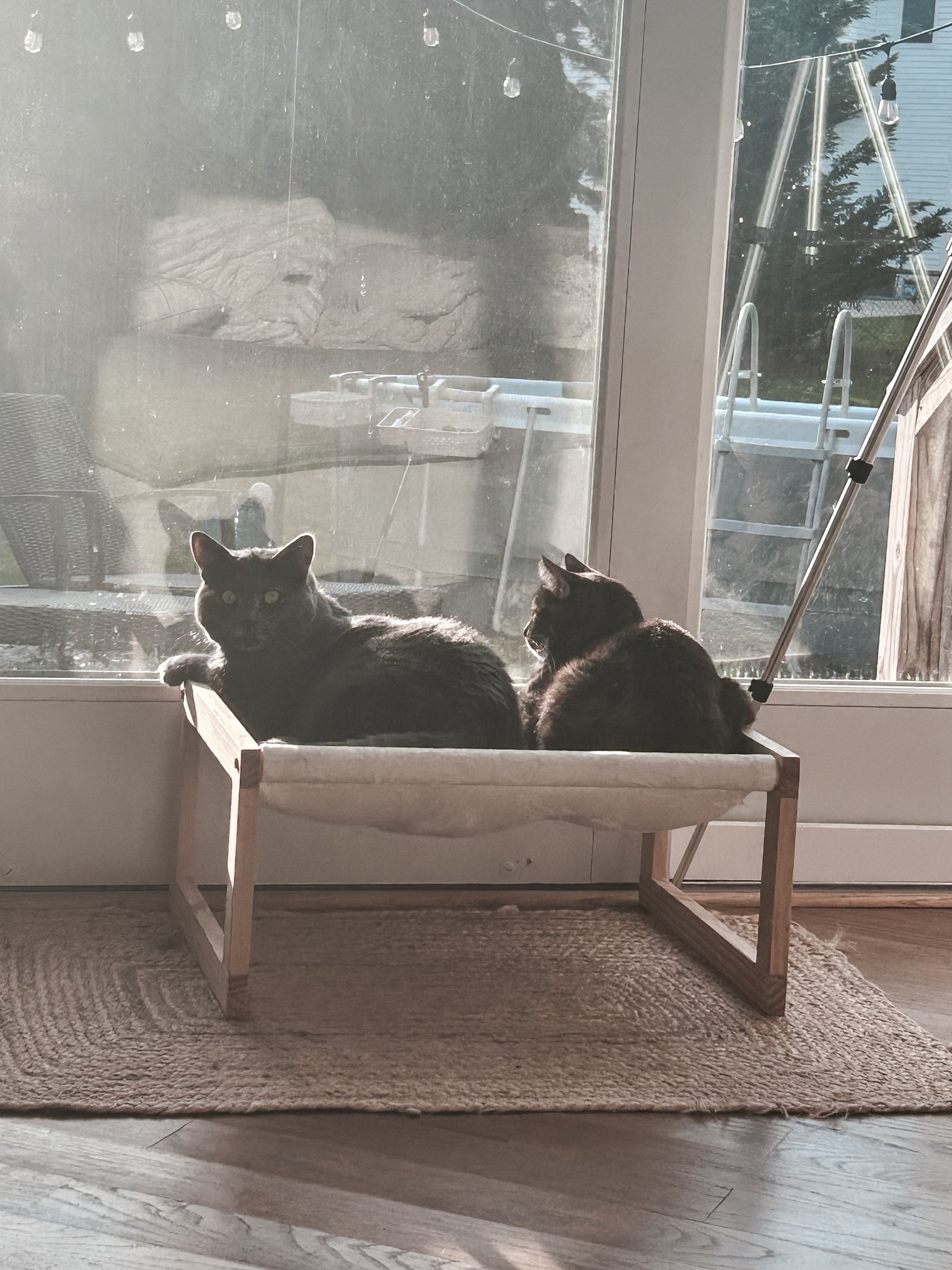 Kitty bed 

#LTKPets