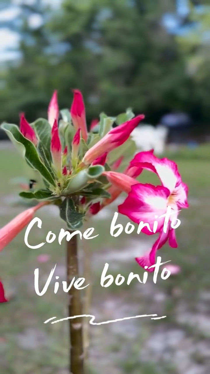 🌸 Porque las comidas más bonitas empiezan con los detalles correctos. Esta primavera, tu mesa merece lucir igual que te sientes por dentro. 🍓☀️
Comenta LINK 
 #amazonhomefinds #HomeDecor #amazon

#LTKSeasonal #LTKMothersDay #LTKHome