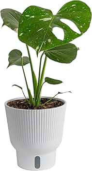 Costa Farms Live Plant, Thai Constellation Monstera House Plant, Self-Watering Plant Pot, Trendin... | Amazon (US)