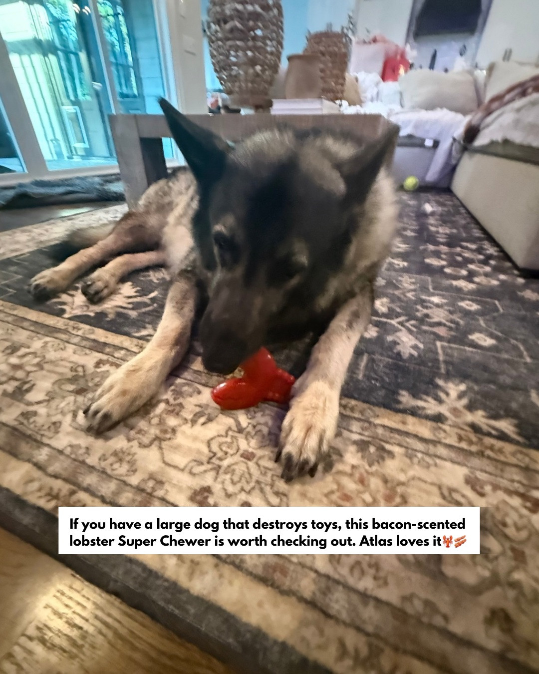 Atlas loves his Bark Super Chewer🦞🥓
@BarkBox 
#atlasturns6 #shilohshepherd #dogtoy #largedogs #LTKPet