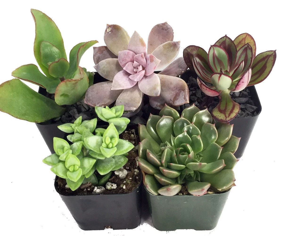 Succulent Terrarium & Fairy Garden Plants - 5 Different Plants in 2" Pots | Walmart (US)