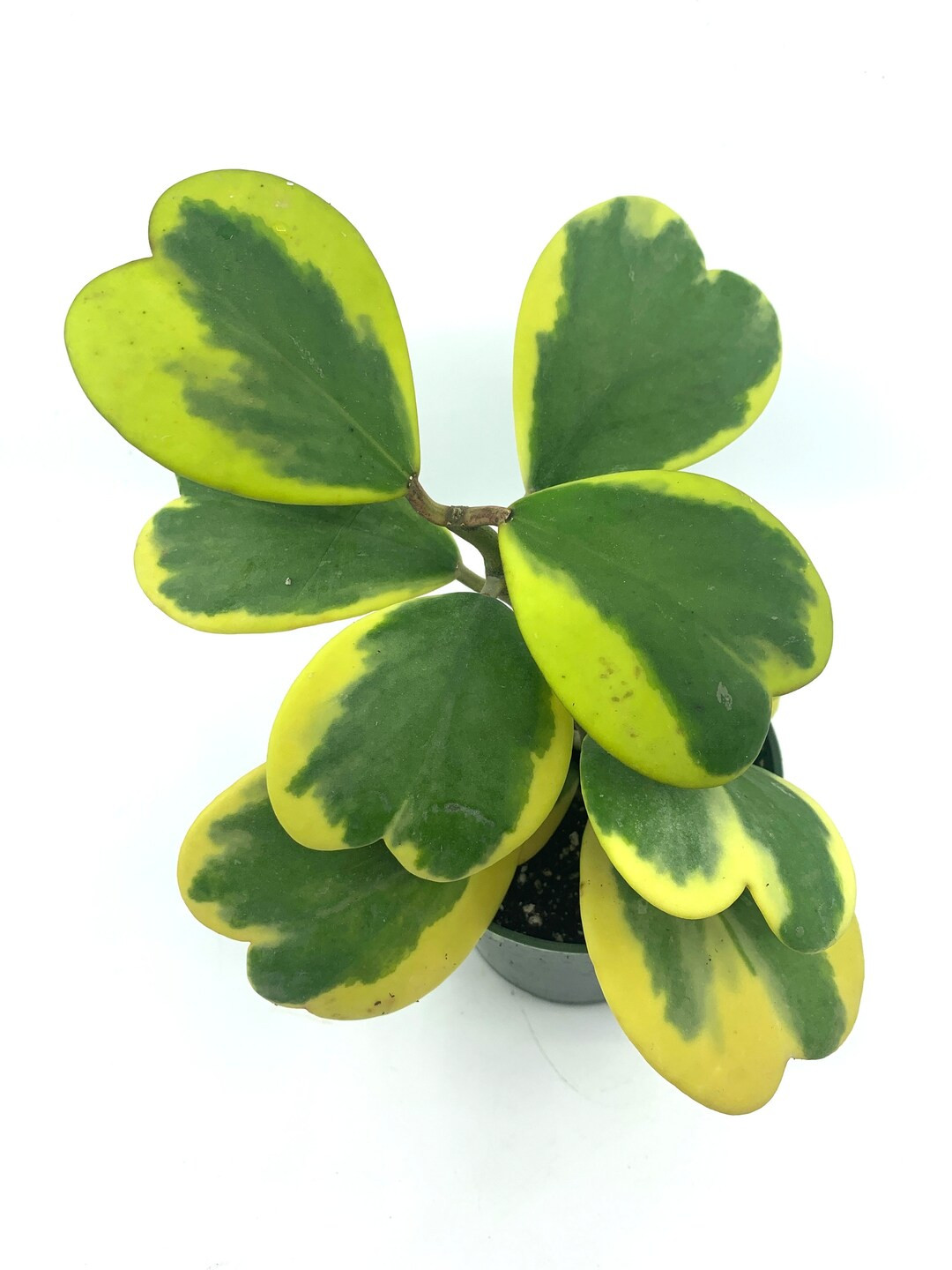 6"-10" Tall Variegated Hoya Kerri, Heart Shape Leaf Plant, Sweet Heart, Hoya Sweetheart Plant. Tr... | Etsy (US)