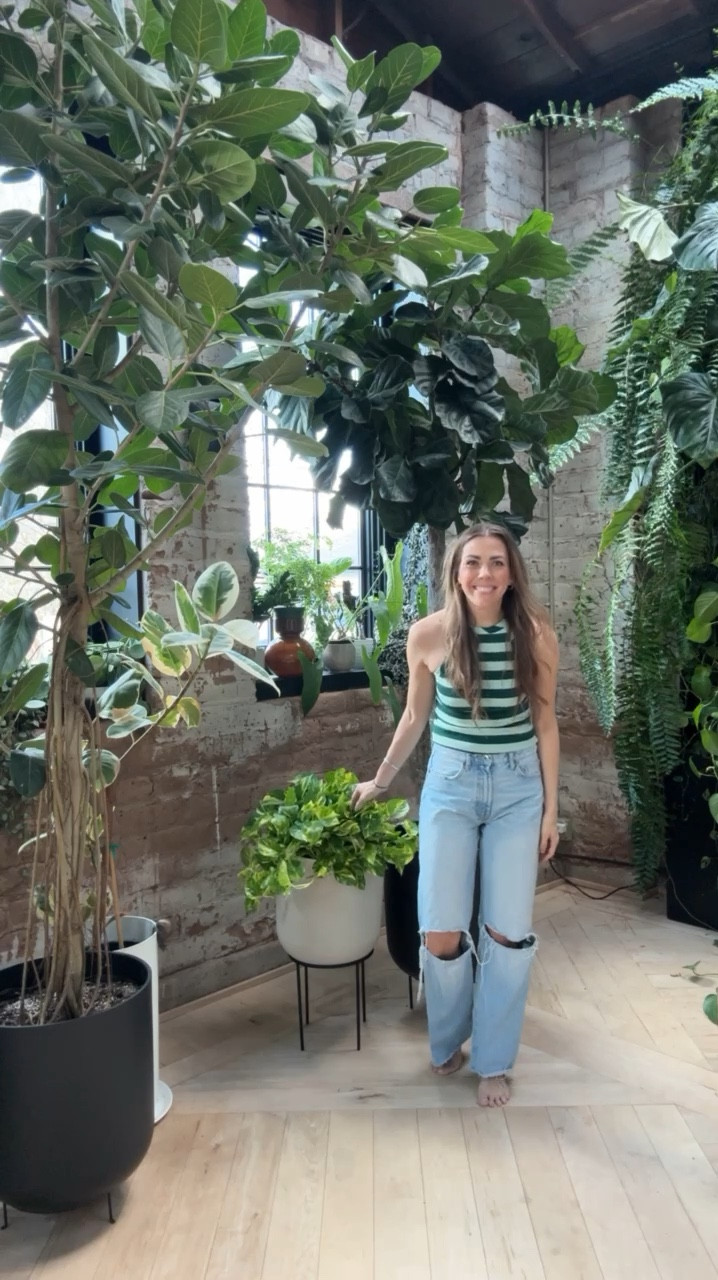 So you are wanting to add some green to your space? Pothos are drama free and a great beginner-friendly houseplant! They announce when they need a little extra love by looking droopy and sad, and give you time to course correct. They adapt to most lighting conditions, grow quickly, and are very forgiving. Plus they come in a slew of varieties.

I linked all my large floor pots, pot stands, tank top, and jeans below.

#LTKSeasonal #LTKVideo #LTKhome