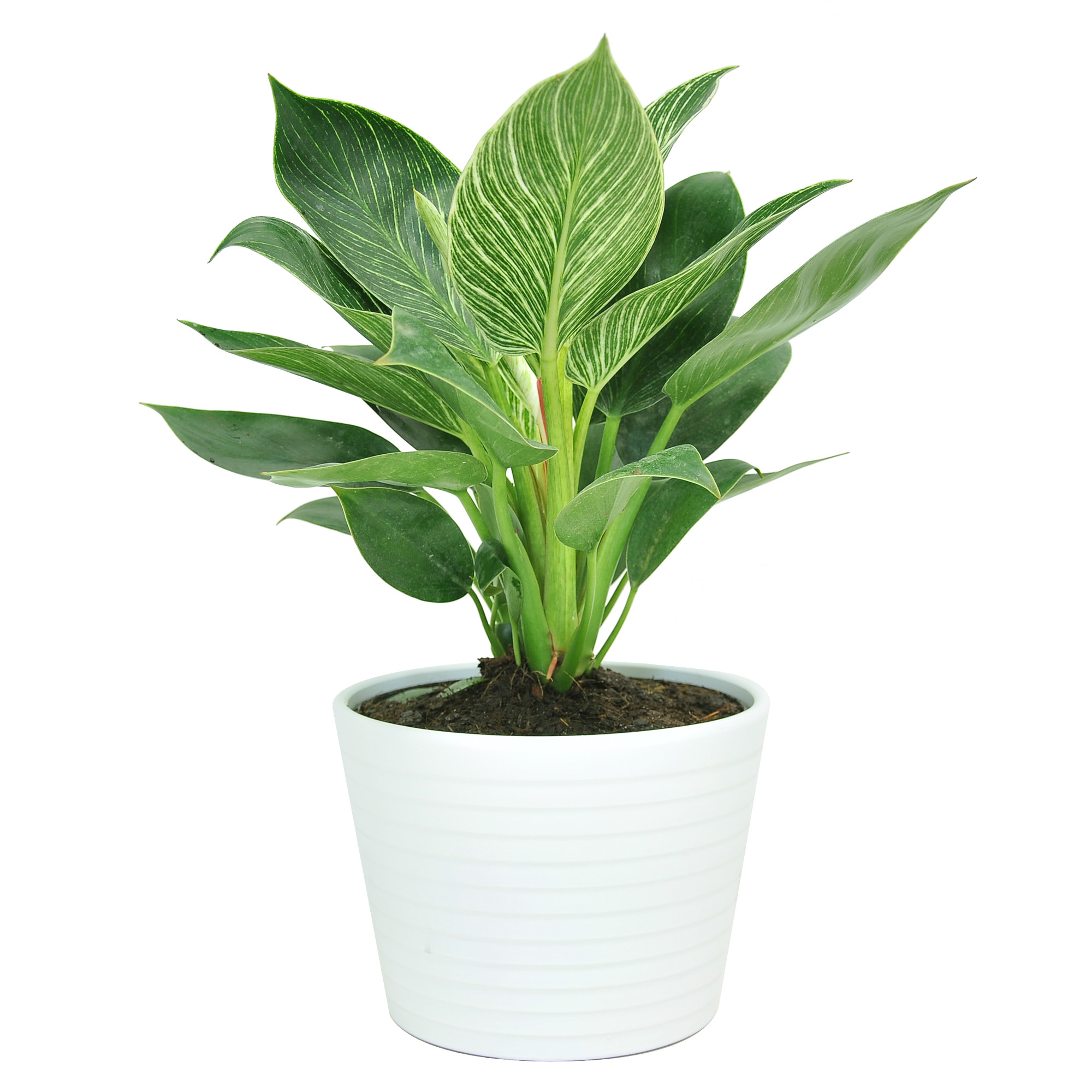 Costa Farms Live Indoor 15in. Tall Green Trending Tropicals Philodendron Birkin, Indirect Sunligh... | Walmart (US)