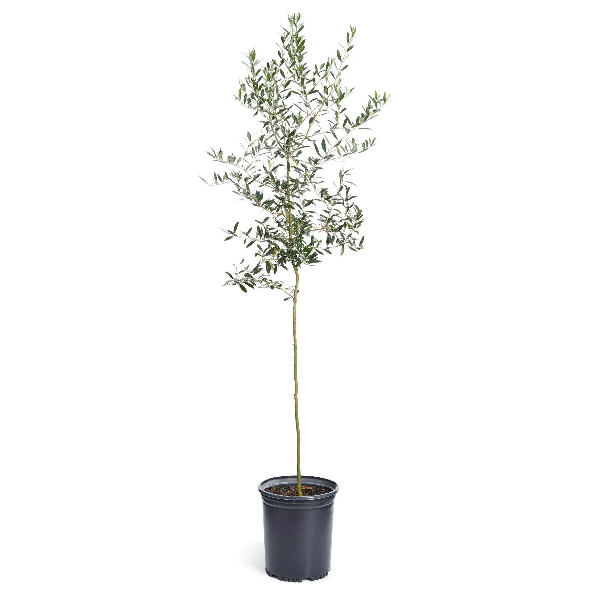 Arbequina Olive Tree - Grow Your Own Delicious Olives - Cannot Ship to AZ | Walmart (US)