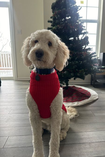Mylo is all ready for Santa Paws 🐾 He is 49 lbs and wearing a size M comfortably 

Gift Ideas | Pet Parents | Dogs | Target Find

#LTKfindsunder50 #LTKSeasonal #LTKHoliday