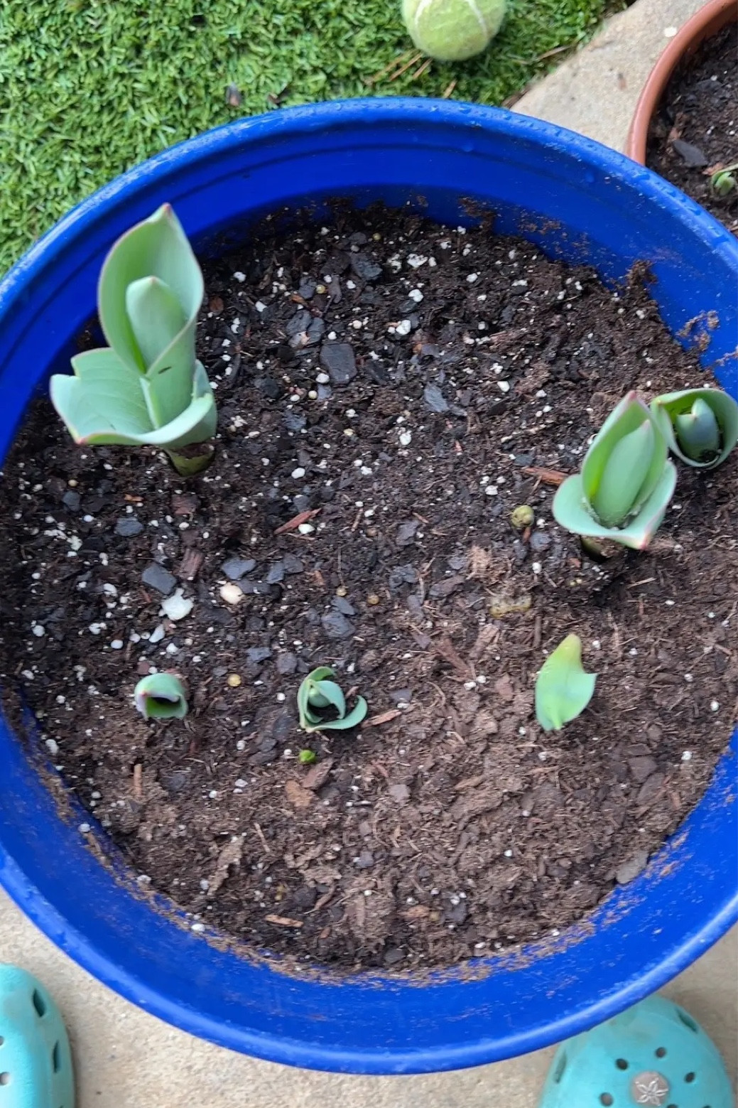 🌷Tulip bulbs! 🌷

In containers 🤍🌷🌷

#LTKSeasonal #LTKhome #LTKstyletip