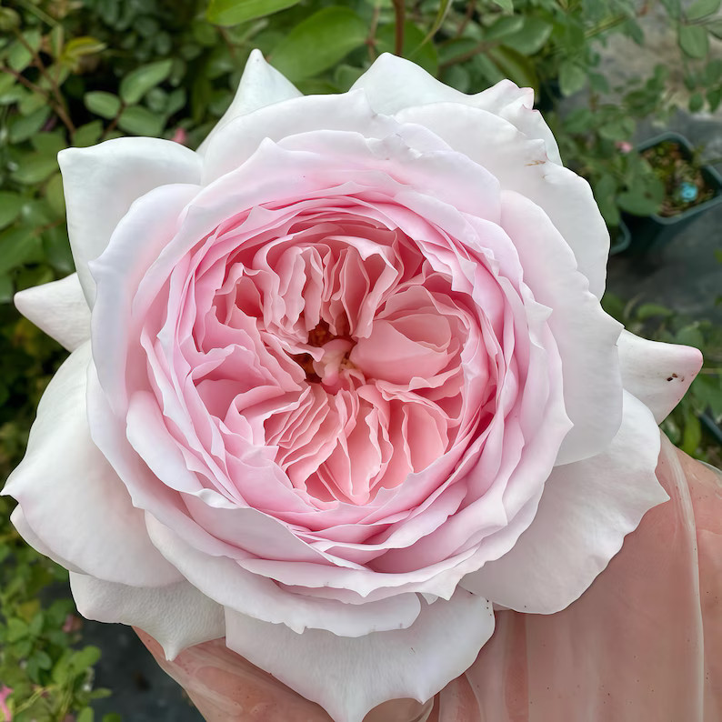 Cherry Antike 樱桃古董 - Etsy | Etsy (US)