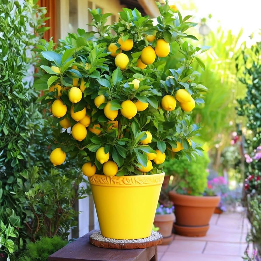 Grafted Meyer Lemon Tree, Sweet, High Yielding Citrus Bush, 1-2 Feet Tall in 1 Gallon Pot, Ready ... | Amazon (US)