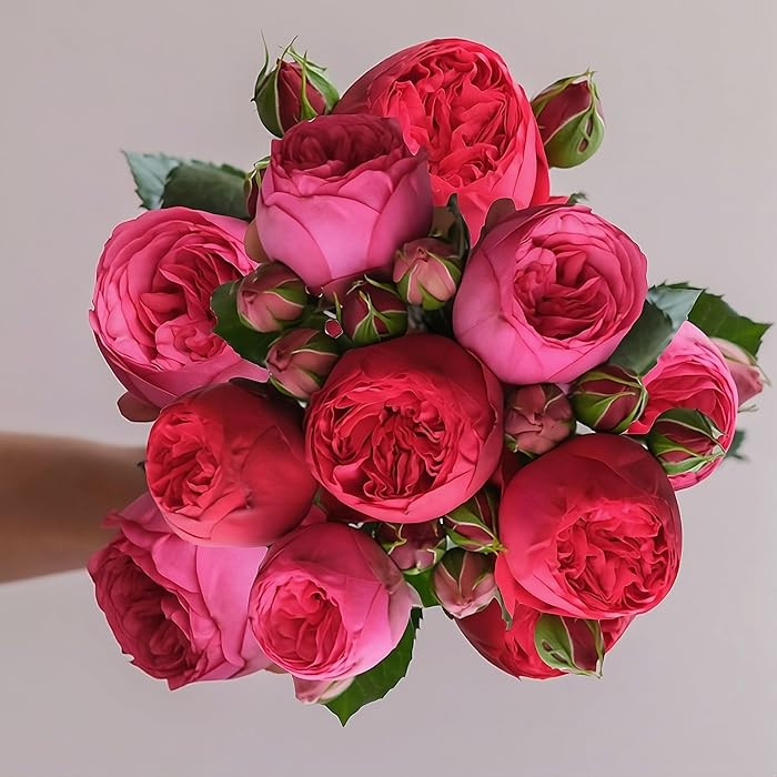 Laura Ashley Pettywell 18 Garden Roses Bouquet, Fresh Cut Flowers, Floral Delivery, All Occasion ... | Amazon (US)