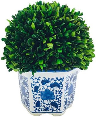 Galt International Preserved Natural Boxwood in Ceramic Pot - Plant and Table Centerpiece - Stunn... | Amazon (US)