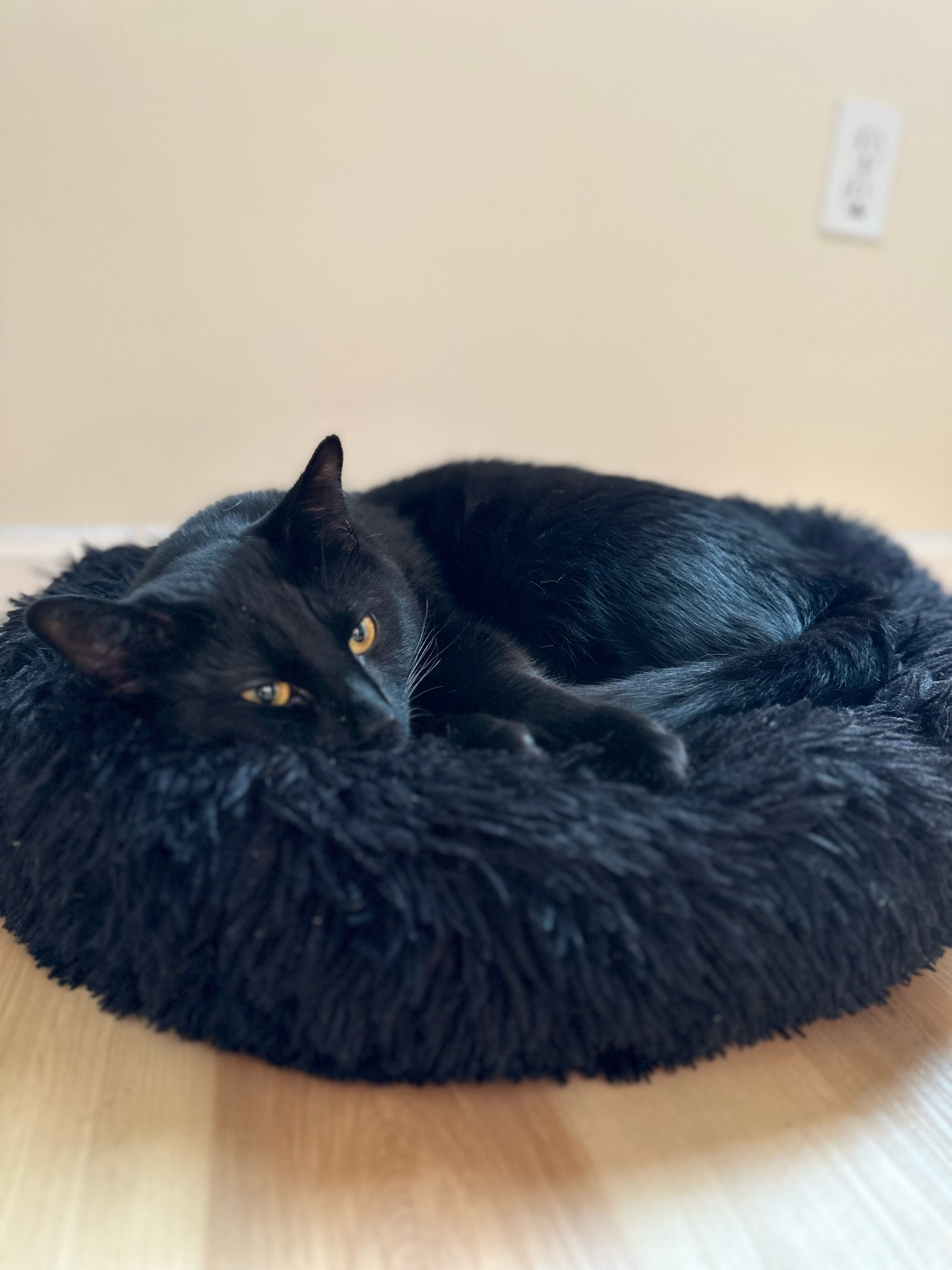 Comfy cozy pet bed. I bought this for my puppy but the cat loves it! Amazon pet bed - anti anxiety cuddly pet bed - black pet bed - 

#LTKFindsUnder50 #LTKHome #LTKFamily