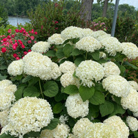 Incrediball Storm Proof Smooth Hydrangea | #3 Pot | Proven Winners | Plant Addicts