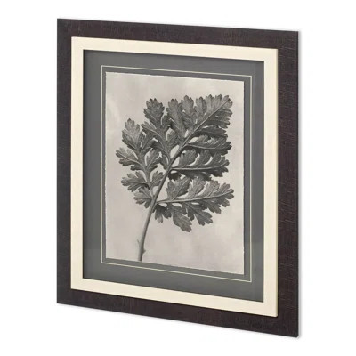 Custom Blossfeldt Botanical III Karl Blossfeldt Hand Embelished Framed Art Print Matted under Glass | Wayfair North America