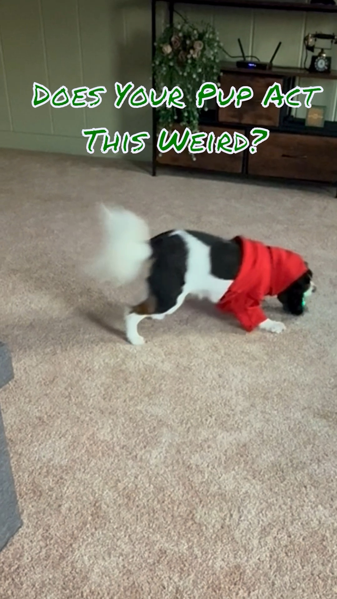 Pup Have A Lot Of Energy & You’re Tired Of Playing Fetch & Tug-A-War?  Try This!! You’re Welcome ☺️ 

#LTKPets #LTKU #LTKSaleAlert