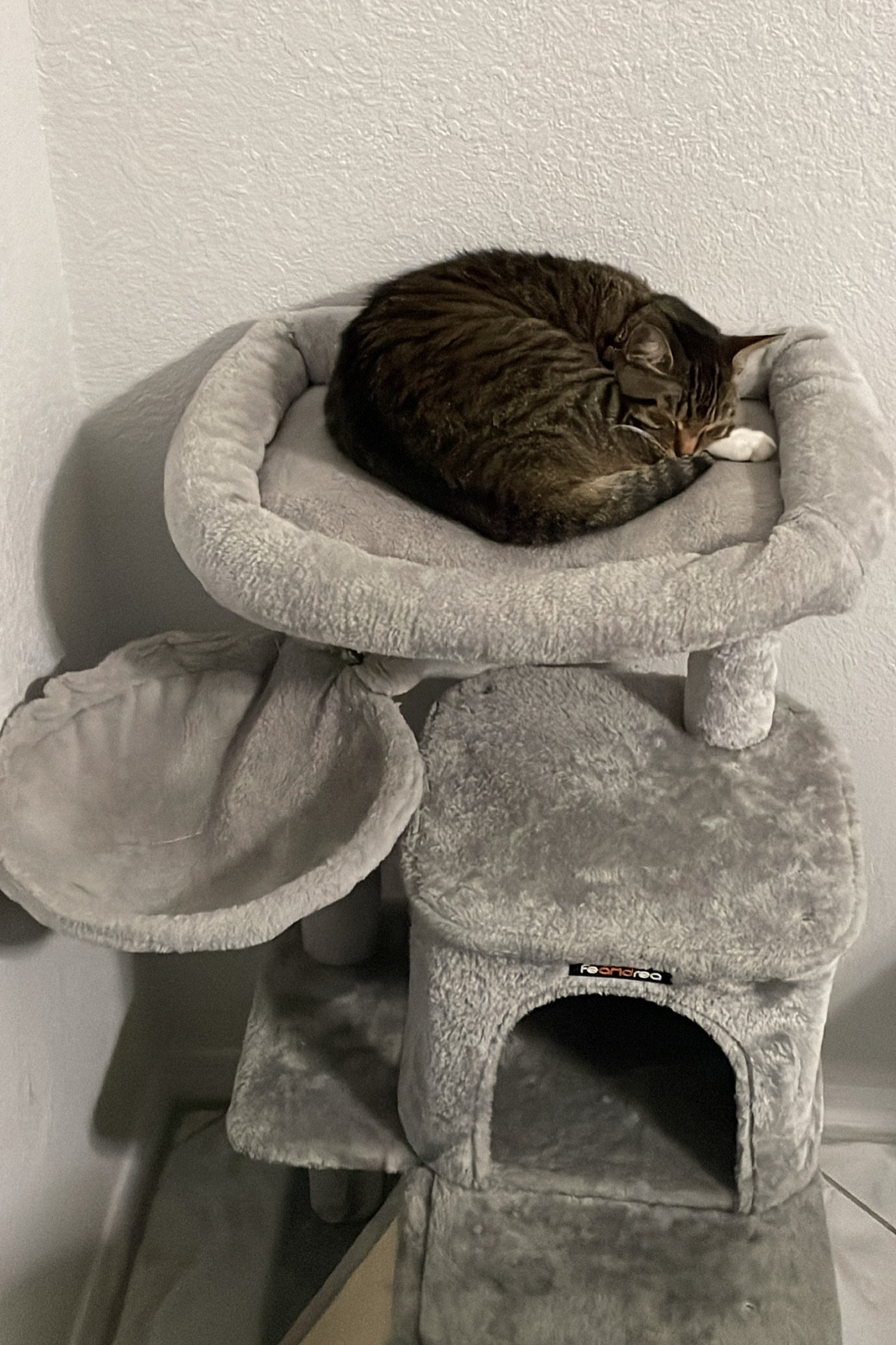 I’ve had this small cat tree since 2019! It’s purrfect! #cattree #catproducts #catfinds #amazonpets #amazonpetfinds 

#LTKfindsunder100
