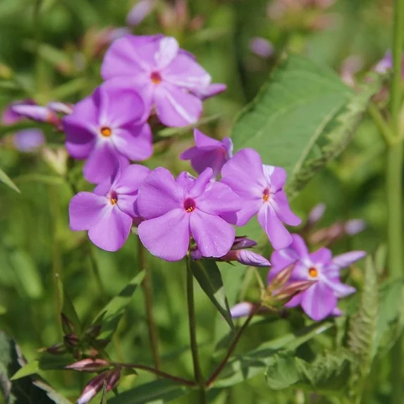 Lilac Time Tall Phlox Flower Bulbs - Pleasantly Scented - Attracts Butterflies and Hummingbirds -... | Walmart (US)