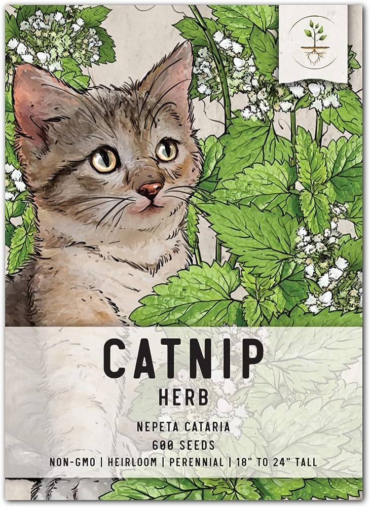 Seed Needs, Catnip Herb Seeds for Planting (Nepeta cataria) Heirloom, Non-GMO & Untreated (1 Pack... | Amazon (US)