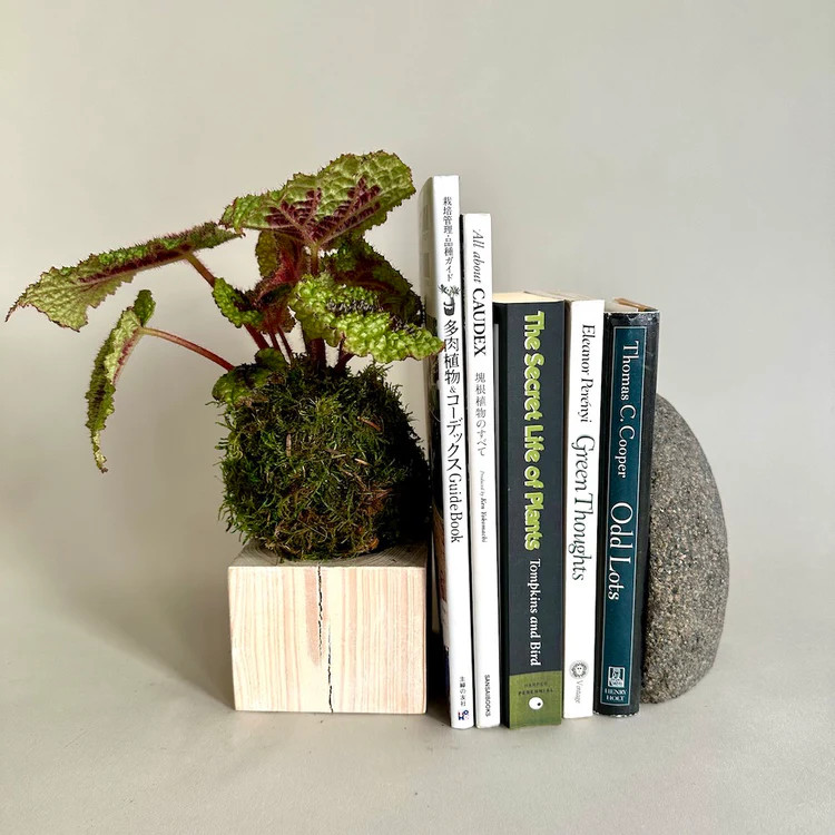 Iron Cross Begonia Kokedama | Bloomist