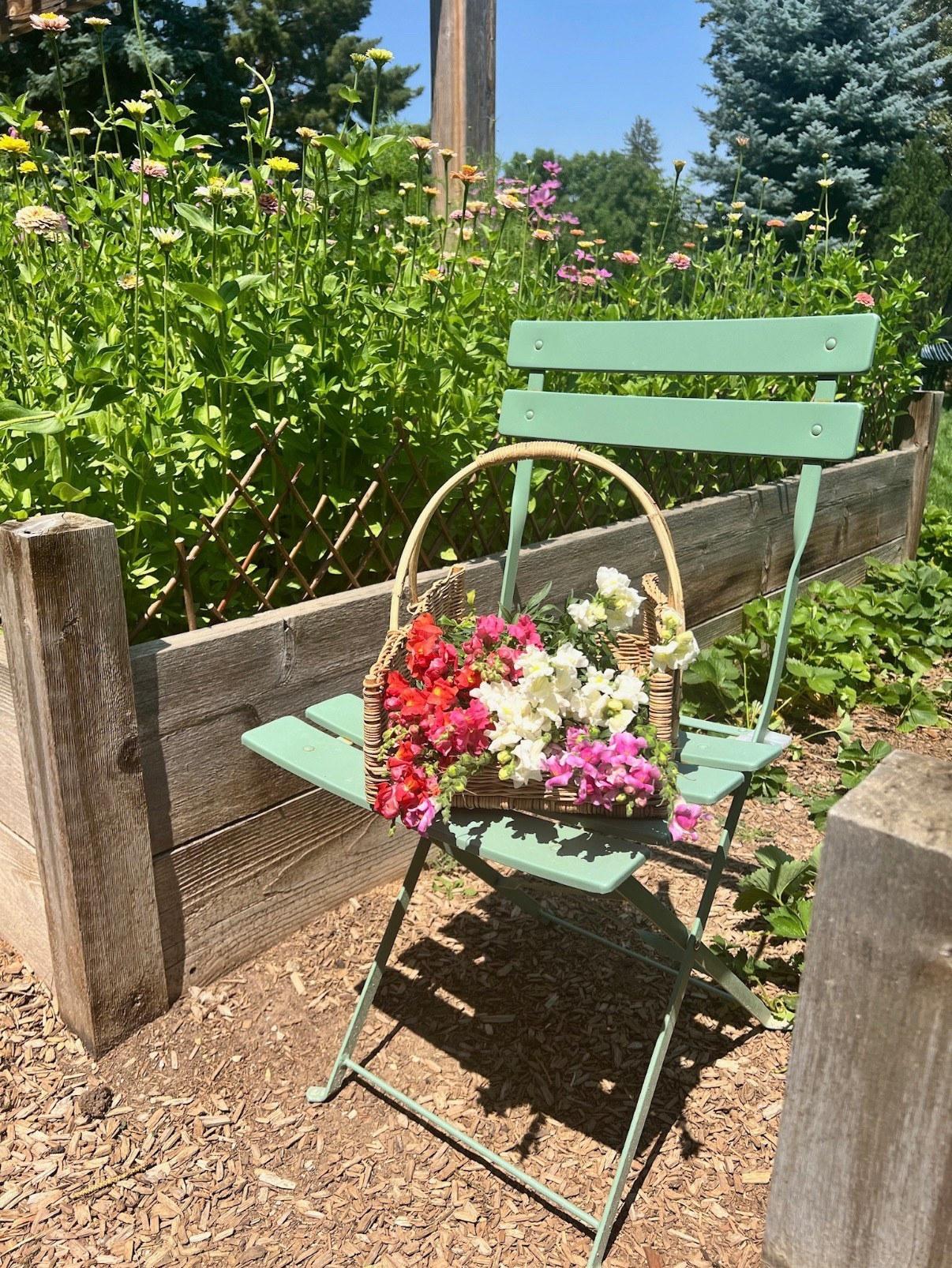 Let’s jump into 2026 ready for a blooming season ahead! One thing I absolutely LOVE having is a gathering basket—it makes harvesting zinnias (and other blooms) such a joy. And can we talk about this adorable patio chair? It’s part of the cutest, most affordable set I found on Amazon! I went with the green (so perfect for garden vibes), but they’ve got so many colors to choose from to match your space. What are your must-haves for the garden this year? Let’s get excited to grow together!

#LTKFindsUnder100 #LTKFindsUnder50 #LTKSeasonal