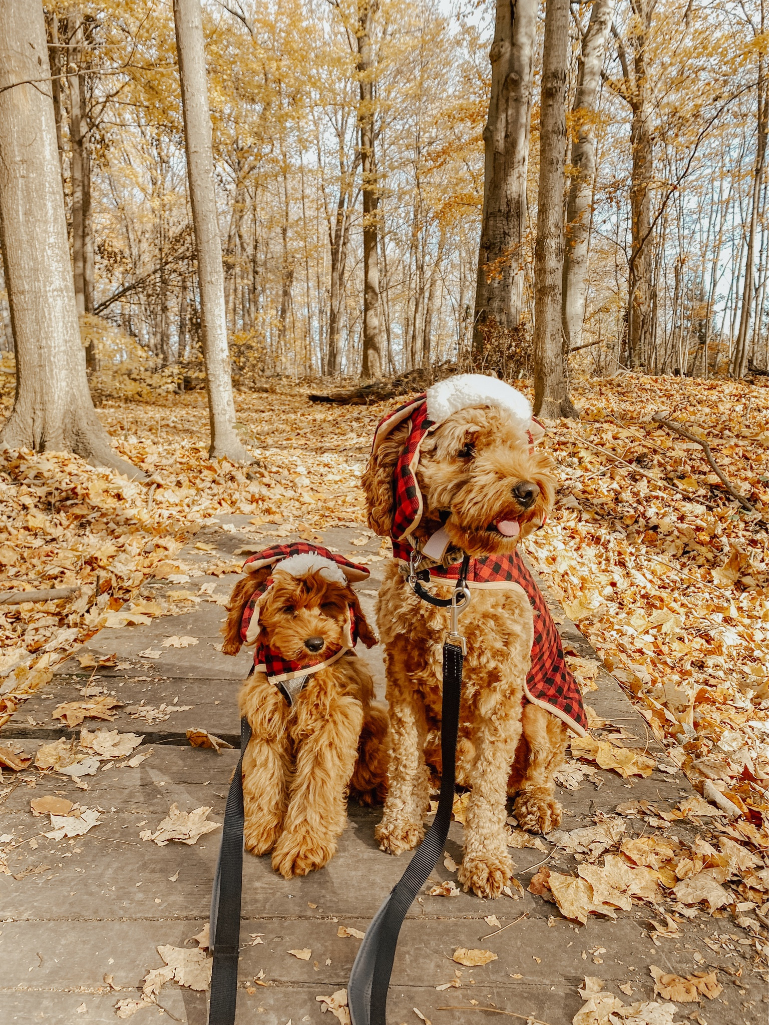 for your dog babies

#LTKhome #LTKHolidaySale #LTKHoliday