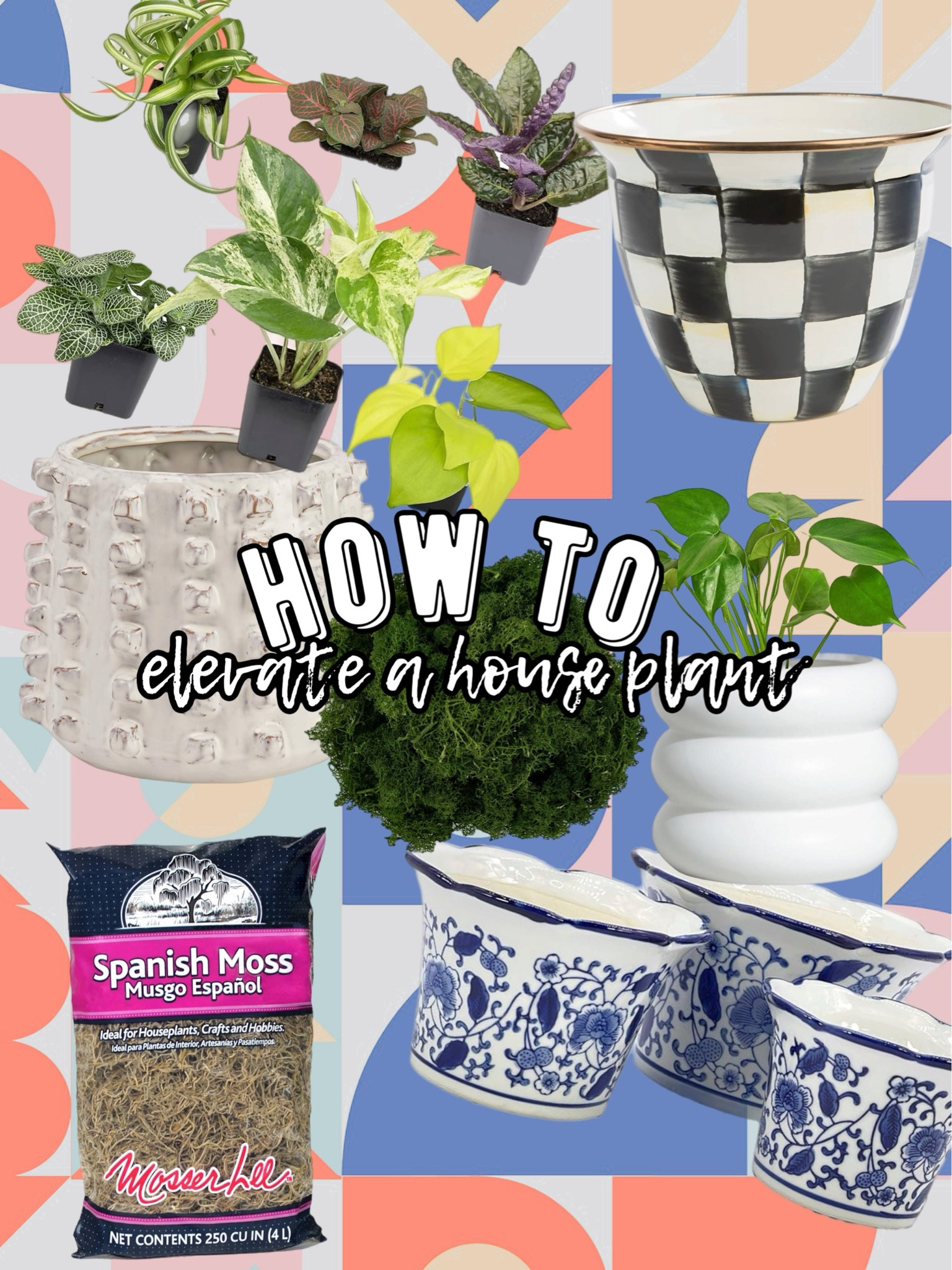 i love to pick up a little house plant from Trader Joe’s.. & i think they make great little “thanks for having me over for dinner” gifts too. they don’t always go with the aesthetic of our house.. this is how i love to elevate the look of a little $15-20 plant. 
my personal favorite pots are @mackenziechilds but you can also find a gazillion at thrift and antique stores that are beautiful, too. — i simply transfer the plant over and this moss i found / it also holds the moisture in when i add the ice cubes each week. i hope you enjoyed this little tip and will follow for more as i continue to elevate my home 🏠🫶🏼. I’ve linked everything in my #liketoknowit 
#house #houseplants #elevate #makeitnice #eclecticdecor #antiques #thrift #flowerpot  

#LTKstyletip #LTKhome #LTKGiftGuide