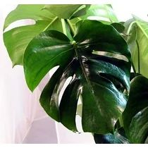 Split Leaf Philodendron 6" Pot - Monstera - Edible Fruit tastes like Pineapple, Proper name: Mons... | Walmart (US)