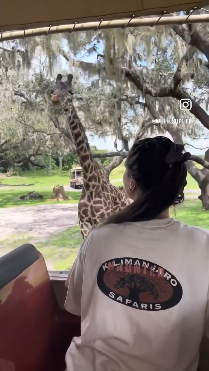 I cannot link these awesome shirts I made here, but I can link my adorable mickey mouse claw clips and fanny pack!!

#LTKtravel #LTKHalloween #LTKHoliday