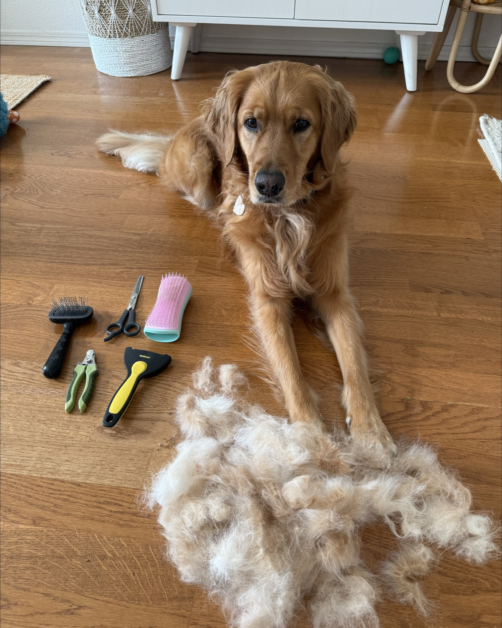 My grooming essentials for every shedding season 🐶 


#LTKPets