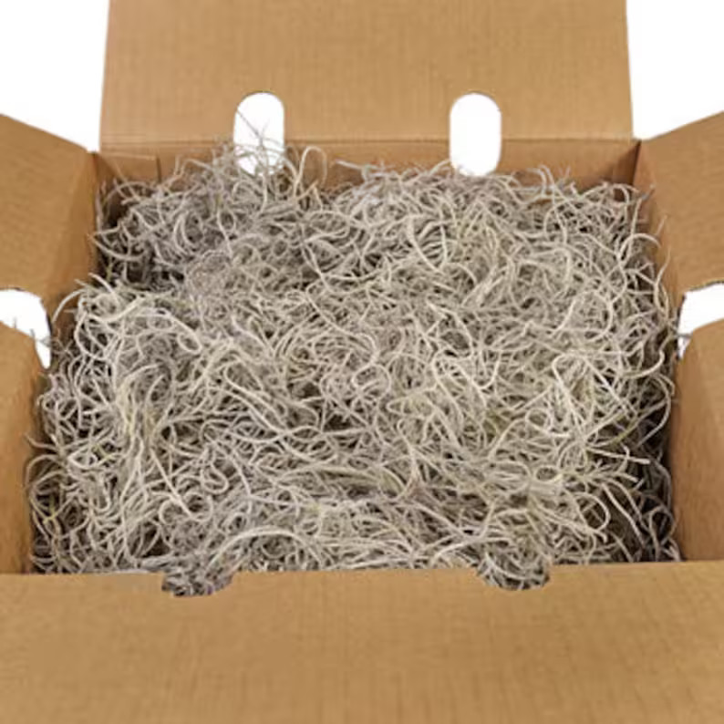 1/2 Lb LIVE Spanish Moss Tillandsia Usneoides Organic Hanging Air Plant for Orchid, Wedding, Deco... | Etsy (US)