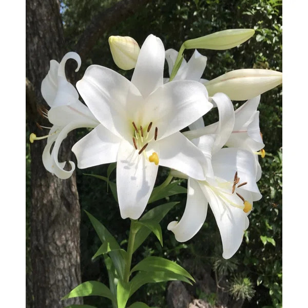 Giant Tree Lily "Pretty Lady" Flowers - 3 Bulbs - Attracts Butterflies, Bees & Hummingbirds | Wayfair North America