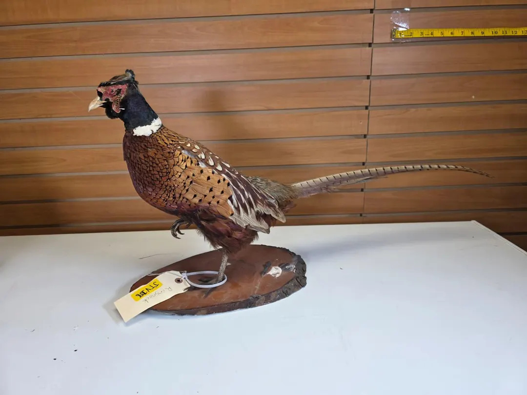 JTV108 - Ring-necked Pheasant Taxidermy Mount | Etsy (US)
