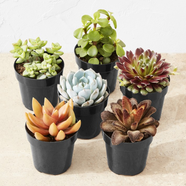 Live Succulents | Williams-Sonoma