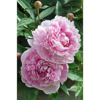 2 Gal. Sarah Bernhardt Peony (Paeonia) Live Shrub with Pastel Pink Double Blooms | The Home Depot
