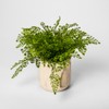 Click for more info about 13"" Potted Artificial Maiden Hair Fern Green - Threshold