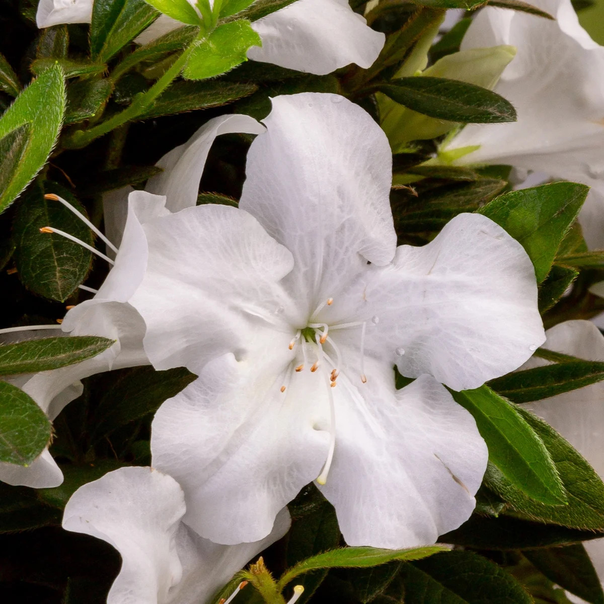 Encore Azalea Autumn Ivory (1 Gallon) White Flowering Shrub - Full Sun Live Outdoor Plant | Walmart (US)