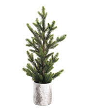 21in Pine Tree Narrow In Birch Pot | Marshalls