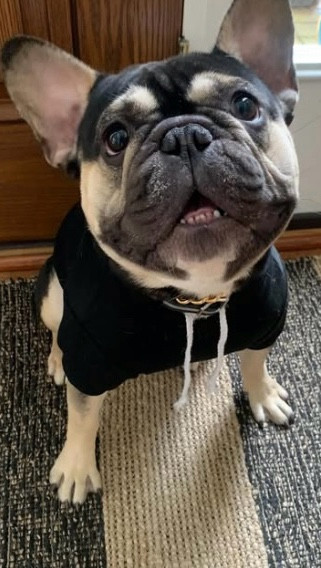 Is Deuce not the cutest 🥹? His sweater is from Amazon, and he actually loves it! 🐾 #LTKPets 

#LTKStyleTip #LTKKids #LTKFamily