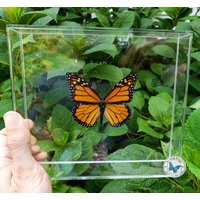 3D Framed Real Monarch Butterfly - 8x7 Acrylic Frame | Etsy (US)