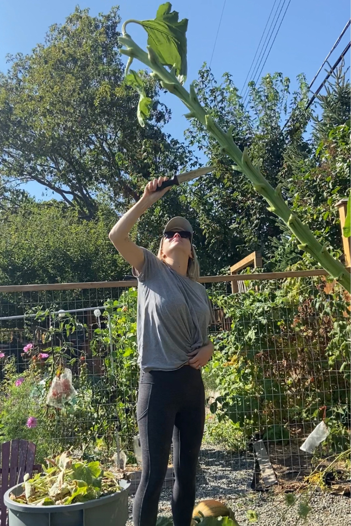 Hori-Hori garden knives are a game changer for those with busy lives. Take my mammoth sunflower here! Chop, cut, or even plant with one tool.   #LTKGiftGuide

#LTKSeasonal #LTKhome