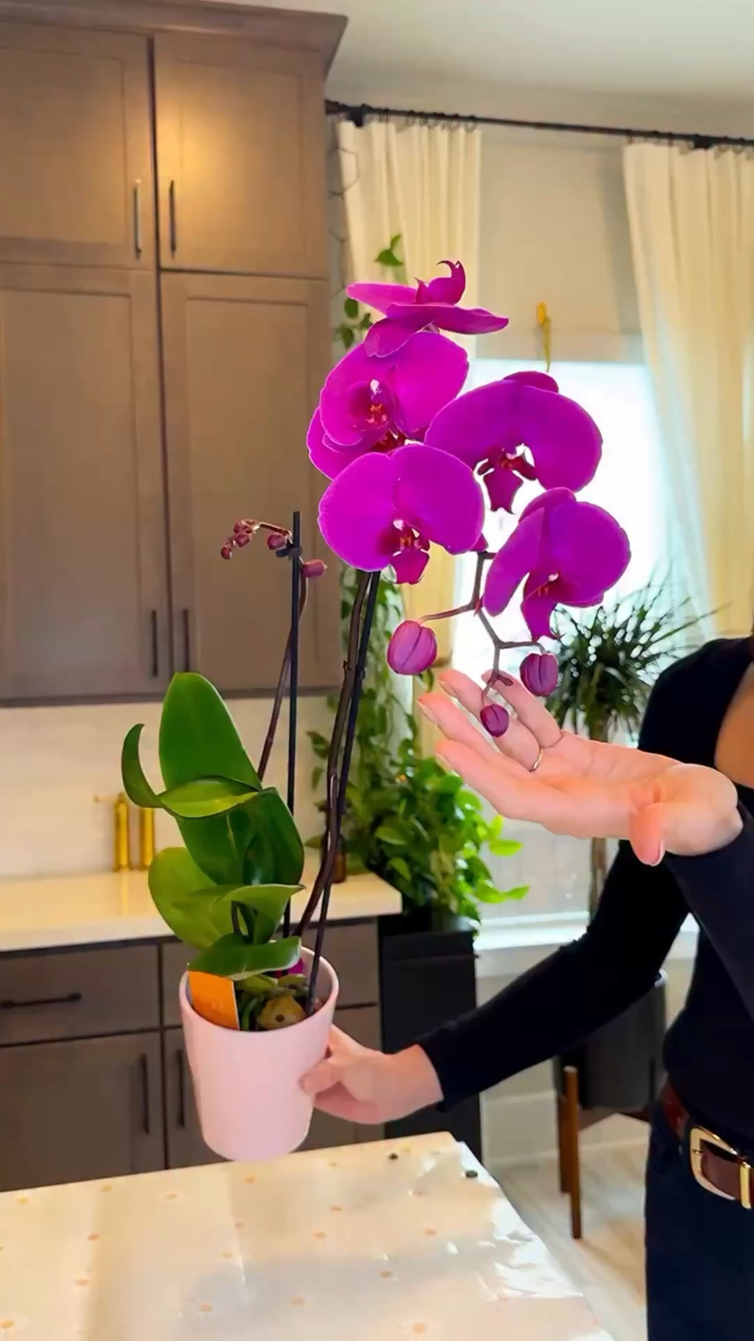 That gorgeous orchid doesn’t have to be short-lived. With the right setup, those flowers can last for months.

A few extra tips while it’s flowering:

• Check the roots before adding water — not the calendar
• Let excess moisture fully escape the pot every time
• Keep it in a well-lit space without harsh rays hitting the leaves
• Avoid moving it around constantly — they love stability
• Keep it away from AC vents, heaters, and exterior doors
• If you feed, keep it very diluted and occasional

Orchids aren’t difficult — they just need the right environment. Once you understand what they’re asking for, they’re surprisingly easy.

Save this for later or share it with someone who just received one. 

Comment ORCHID for links 🌸

#orchidcare #planttips #bloomingplants #houseplanthelp #plantmomlife

how to care for orchids indoors | orchid blooms lasting longer | orchid watering guide | gift plant care tips | beginner orchid help

#LTKOver40 #LTKActive #LTKHome